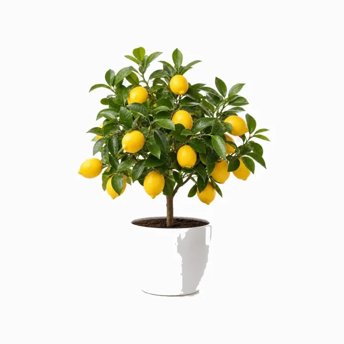 Limon Ağacı