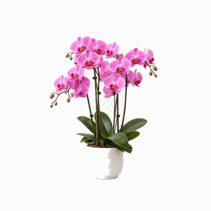 Pembe Orkide